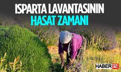 Isparta'da Lavanta Hasadı Başladı