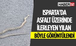 Isparta'da Yolun Ortasında Yılan Gördü