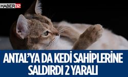 Antalya'da Kedi Misafirlere Saldırdı 2 Yaralı