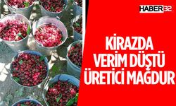 Uluborlu'da Kiraz İhracatı Yarı Yarıya Düştü