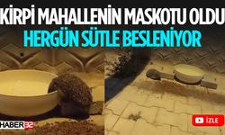 Kirpi Mahallenin Maskotu Oldu