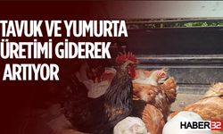 Tavuk Eti ve Yumurta Üretiminde Artış