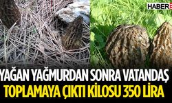 Vatandaşlar Yağışı Fırsat Bildi Toplamaya Çıktı