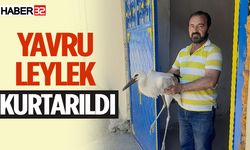 Yuvasından düşen yavru leylek kurtarıldı