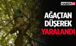 Ağaçtan Düşerek Yaralandı