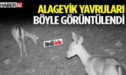 Alageyik yavruları böyle görüntülendi