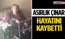 100 yaşındaki  asırlık çınar yaşamını yitirdi