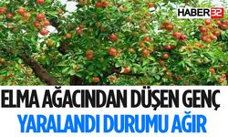 Elma Ağacından Düştü Durumu Ağır