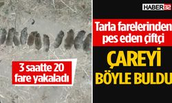 Tarla fareleriyle baş edemeyince çareyi böyle buldu