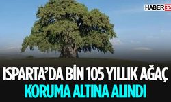 1105 Yaşındaki Kokulu Ardıç Ağaçları Koruma Altında