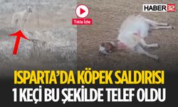 Isparta’da Başıboş Köpekler Keçiye Telef Etti