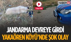 Hayvanseverler Ölü Köpekleri Buldu Soruşturma Sürüyor