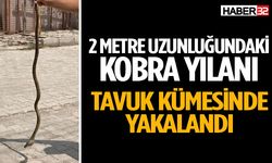 2 metre uzunluğundaki kobra yılanı kümeste yakalandı