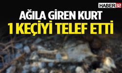 Ağıla kurt girdi: 1 keçi telef oldu