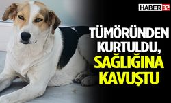 Tümörü alınan köpek sağlığına kavuştu