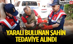 Yaralı bulunan şahin tedaviye alındı