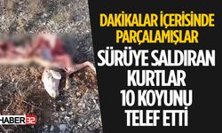 Isparta'da Kurt Sürüsü 10 Koyunu Telef Etti Zarar 100 bin TL