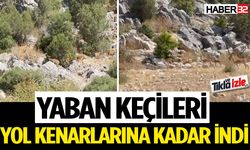 Yaban Keçileri Yol Kenarlarına Kadar İndi