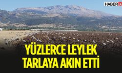 Isparta’da Yüzlerce Leylek Sürüsü Tarlayı Kapladı