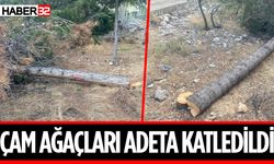 Çam ağaçları adeta katledildi