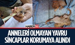 Isparta’da Yavru Sincaplar Koruma Altına Alındı