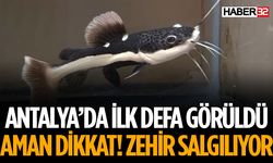 Sürüsü İlk Defa Görüldü Zehir Salgılıyor