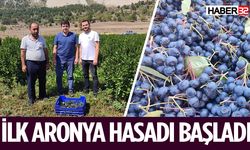 Isparta’da İlk Aronya Hasadı Başladı