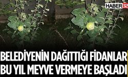 Isparta Belediyesi'nin Dağıttığı Fidanlar Meyve Vermeye Başladı