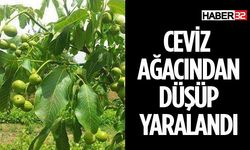 Ceviz Ağacı Dalını Keserken Düşen Yaşlı Adam Yaralandı