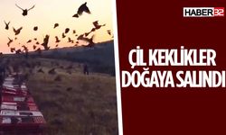 Çil Keklikler Isparta'da Doğaya Salındı