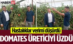 Domateste hastalıklar verimi düşürdü