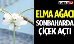 Elma Ağacı Mevsimleri Şaşırdı