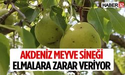 Akdeniz meyve sineği elmalara zarar veriyor