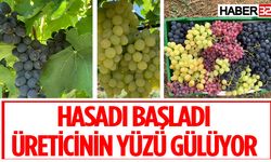 Kuyucak Köyü'nde Üzüm Hasadı Başladı