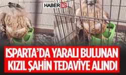 Hafif Yaralı Kızıl Şahin Tedavi Altına Alındı