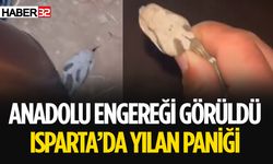 Anadolu Engereğini Eliyle Yakalamayı Başardı