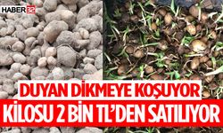 Isparta'da Salep Yetiştiriciliği İçin Önemli Bilgiler