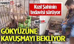 Yaralı bulunan kızıl şahinin tedavisi sürüyor