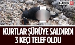 Sürüye Saldıran Kurtlar 3 Keçiyi Telef Etti