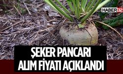 Şeker Pancarı Alım Fiyatı Belirlendi