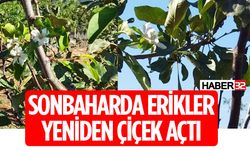 Isparta'da Erikler Yeniden Çiçek Açtı