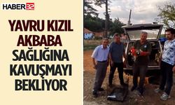 Yavru Kızıl Akbaba Sağlığına Kavuşmayı Bekliyor