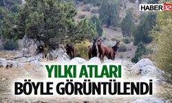 Yılkı Atları Böyle Görüntülendi