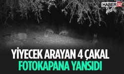 Yiyecek Arayan Çakallar Fotokapana Yansıdı