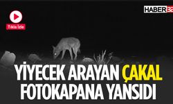 Yiyecek Arayan Çakal Fotokapana Yansıdı