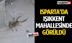 Isparta’da bir binada görülen akrep korkuttu