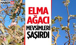 Isparta’da elma ağacı Ekim ayında çiçek açtı