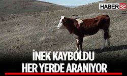 İnek Kayboldu! Sahibi Yardım Bekliyor