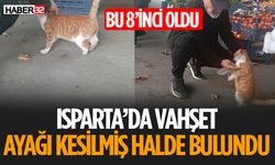 Isparta'da Kedilerin Kuyrukları ve Bacakları Kesildi