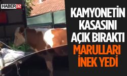 İnekler Araçtaki Marulları Yedi